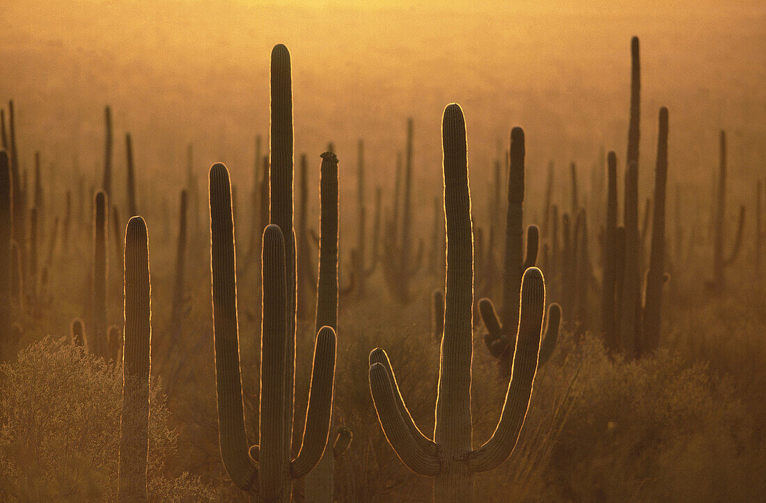 Saguaro cactus, sunset light, Saguaro National Park, cactus desert, Tucson, Arizona, USA