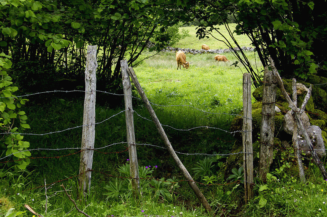 Parque Natural y Reserva de la Biosfera de Somiedo. Asturias. España