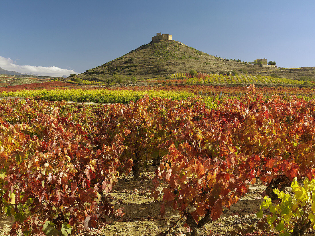 Vineyards and Davalillo castle in background. La Rioja. Spain