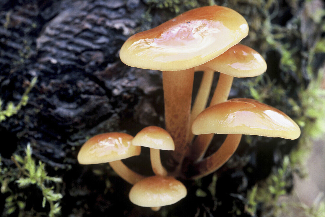 Mushrooms by Cega river. Segovia province, Castilla-Leon, Spain