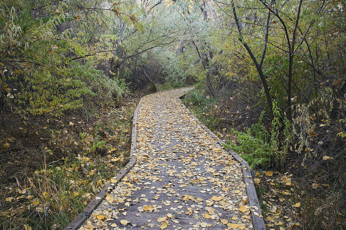 A leaf covered boardwalk meanders through the Scott Matheson Wetlands Preserve on an autumn afternoon in Moab, Utah, USA