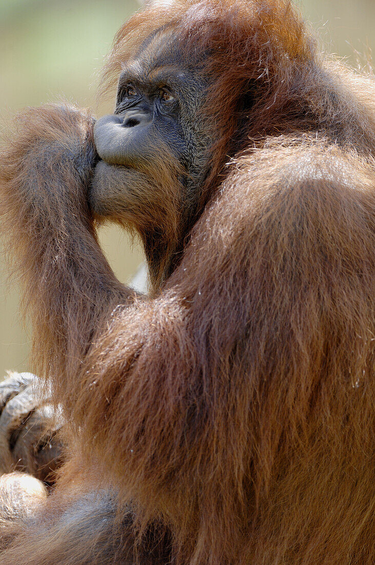 Orang utan female, captive (Pongo pygmaeus abelli) red list of endangered species