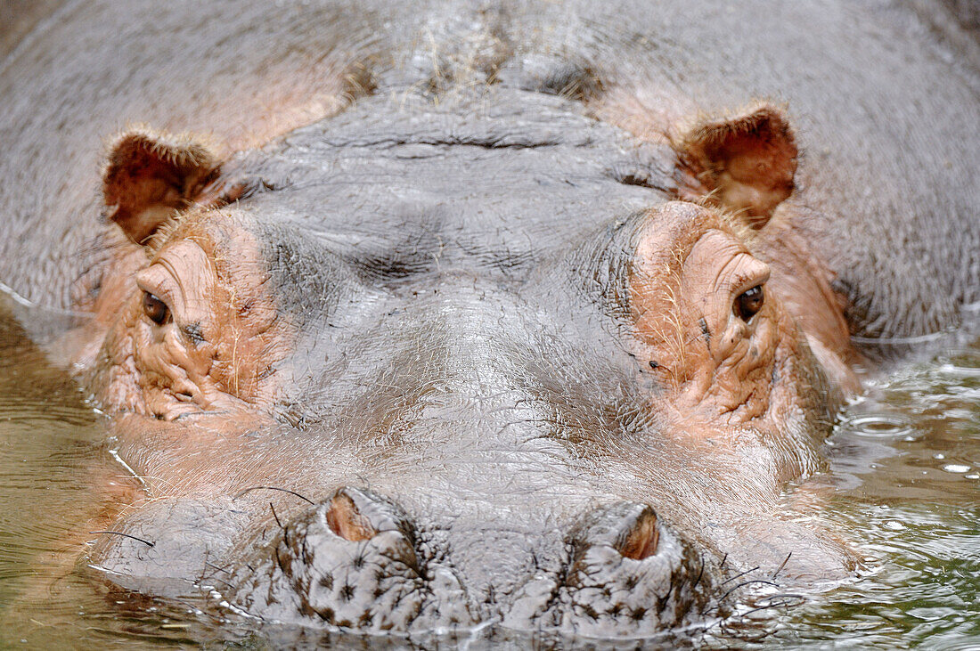Close-up on a hippopotamus face surfacing (Hippopotamus amphibius) red list of endangered species