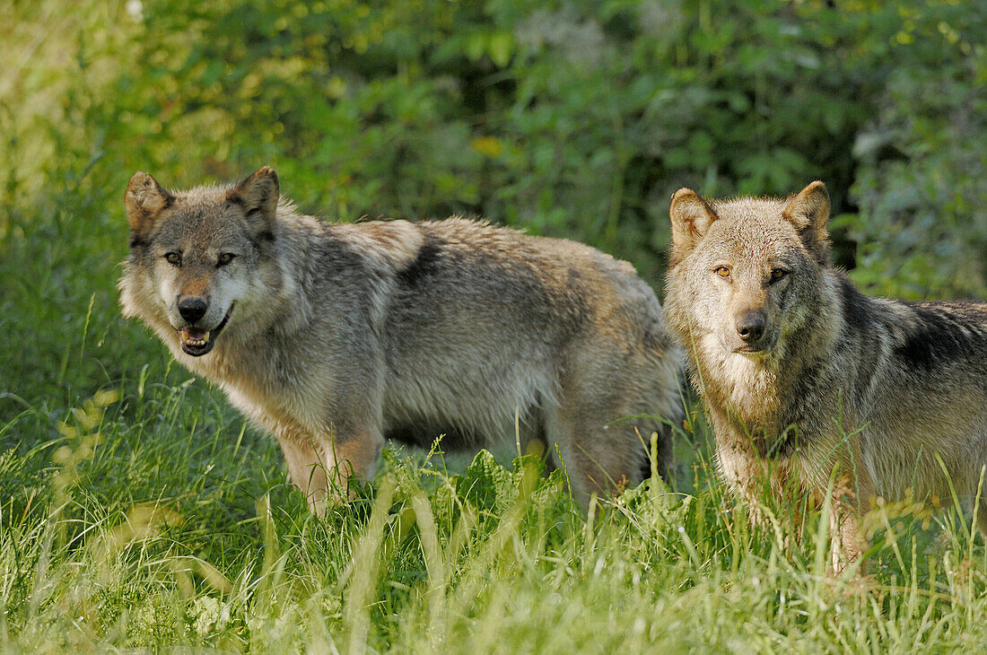 European grey wolfs (Canis lupus) … – License image – 70233868 lookphotos