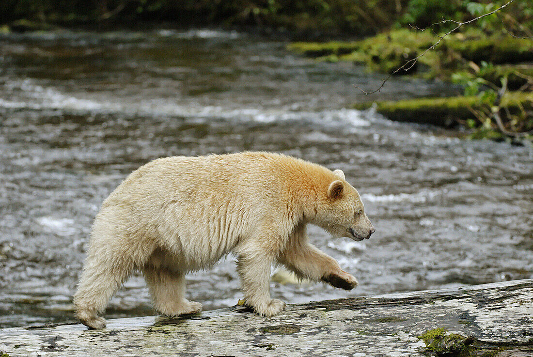 Spirit bear (Ursus americanus Kermodei) on Princess Royal Island, British Columbia, Canada. This bear is a rare subspecie of the american black bear (Ursus americanus) bearing a white creamy fur.