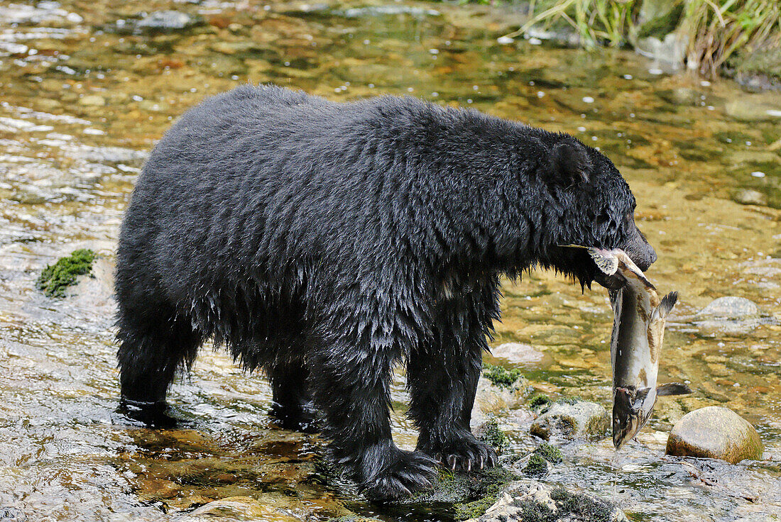 Black bear (Ursus americanus) fishing salmon, Princess Royal Island, British Columbia, Canada.