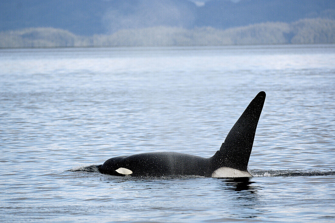 Male killer whale, Orca  (Orcinus orca) surfacing in the Johnstone Strait, Vancouver Island, British Columbia, Canada