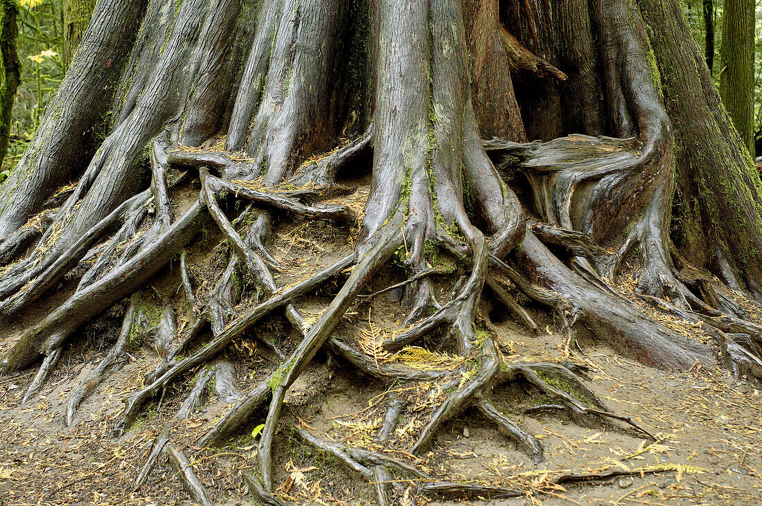 Roots of a giant western red cedar, Cathedral grove forest, temperate rainforest, Vancouver Island, British Columbia, Canada