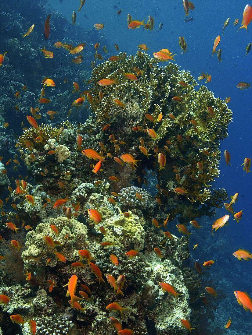 Coral Grouper (Cephalopholis miniata). Reed sea. Egypt.
