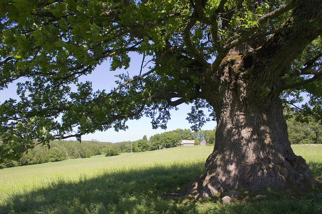 Old oak tree in Estonia, 13  meters high and 488 cm in circuit