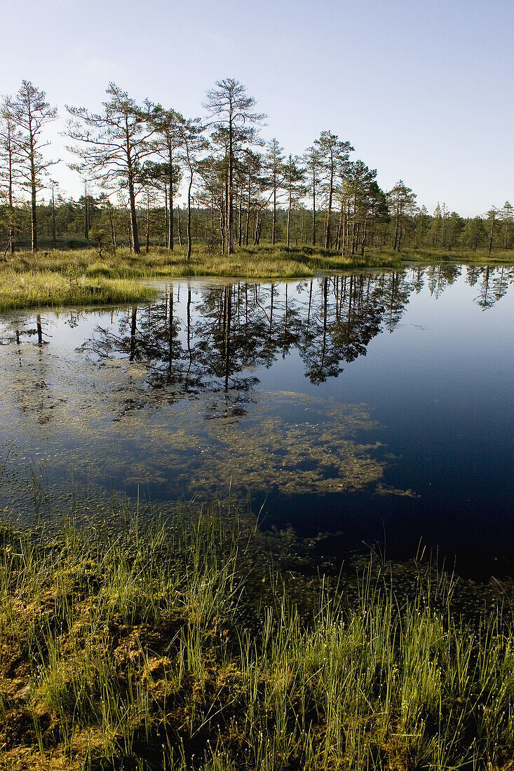 Cristal clear lake in a marsh in Estonia