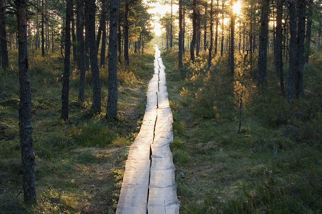 The morning sun shining on a wooden path that is leading to a marsh