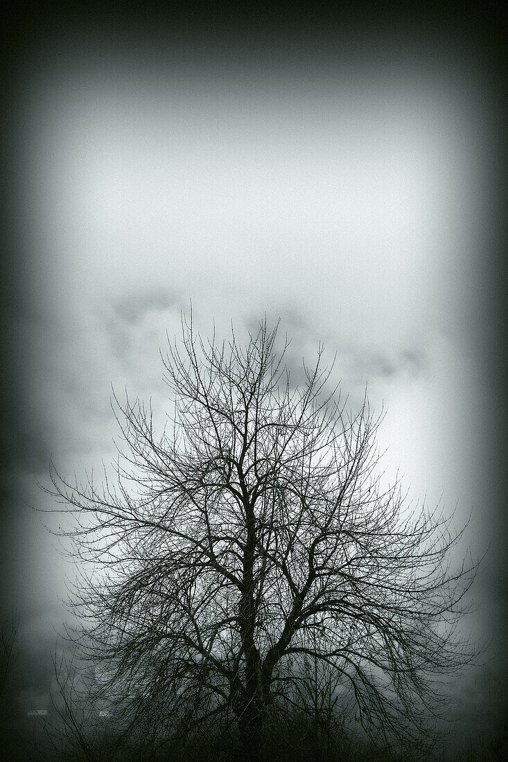 Tree in winter amid the fog