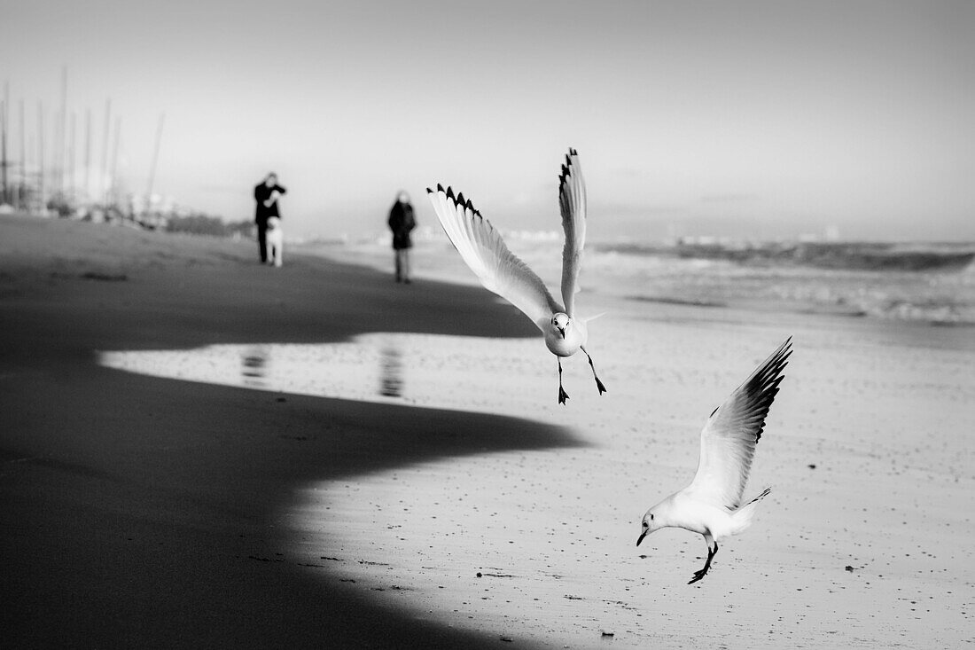Seagulls on the beach in winter