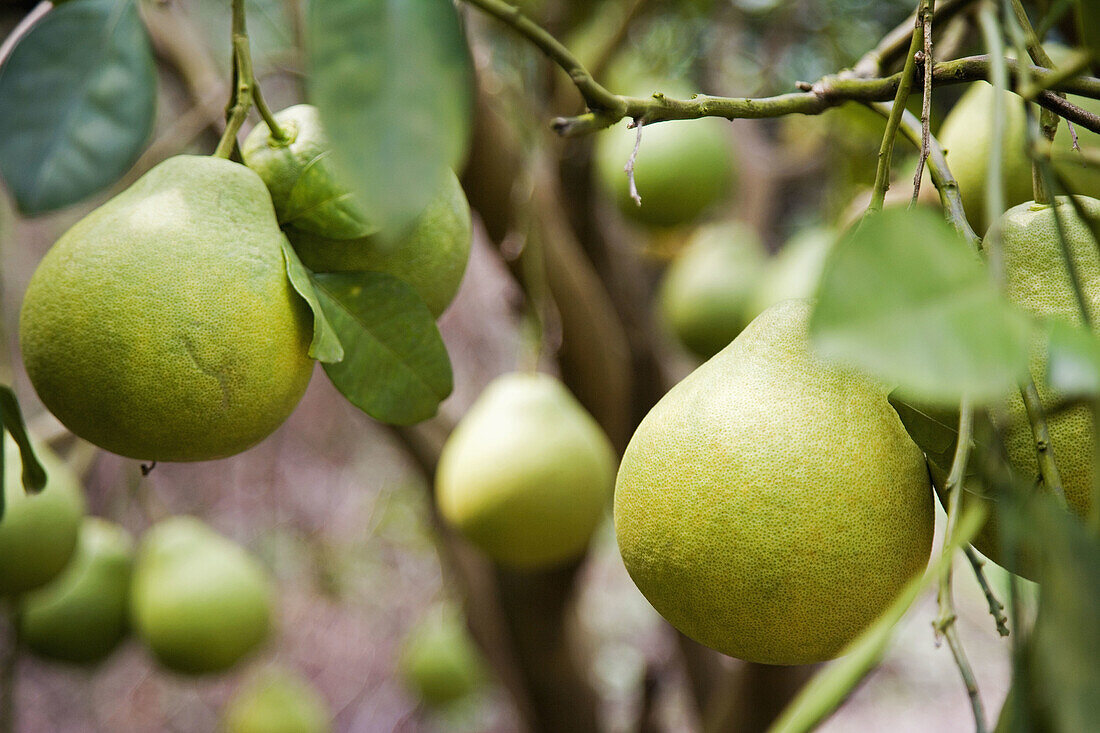 Pomelos on trees, Guilin, China