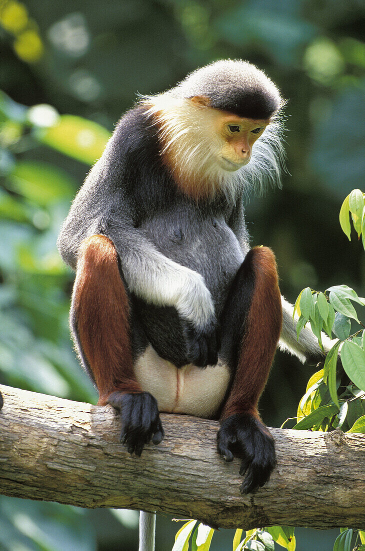 Douc Langur (Pygathrix nemaeus): this species is one of the most beautiful primates in the world (endangered species)