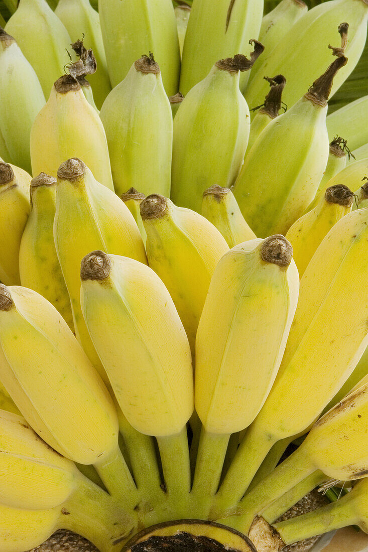Asian Banana (Musaceae)