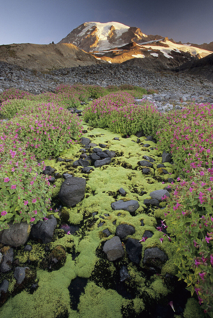 Alpine stream & Lewis' Monkey flower (Mimulus lewisii)