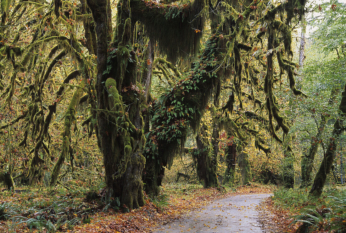 Lush moss in the Hoh Rain Forest of the Pacific North West, USA