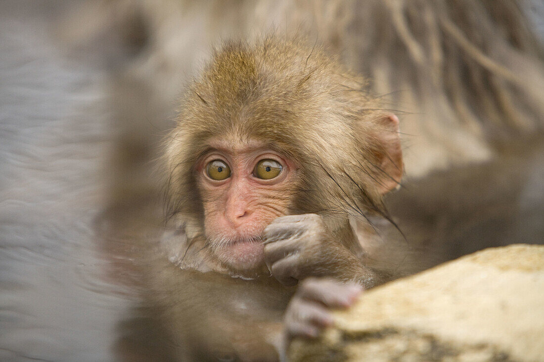 Japanese Snow Monkey (Macaca fuscata)