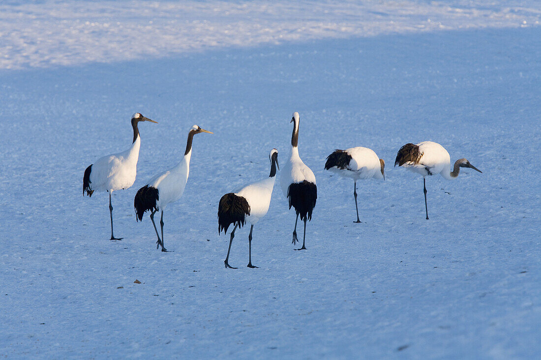 Red-crowned crane (Grus japonensis)