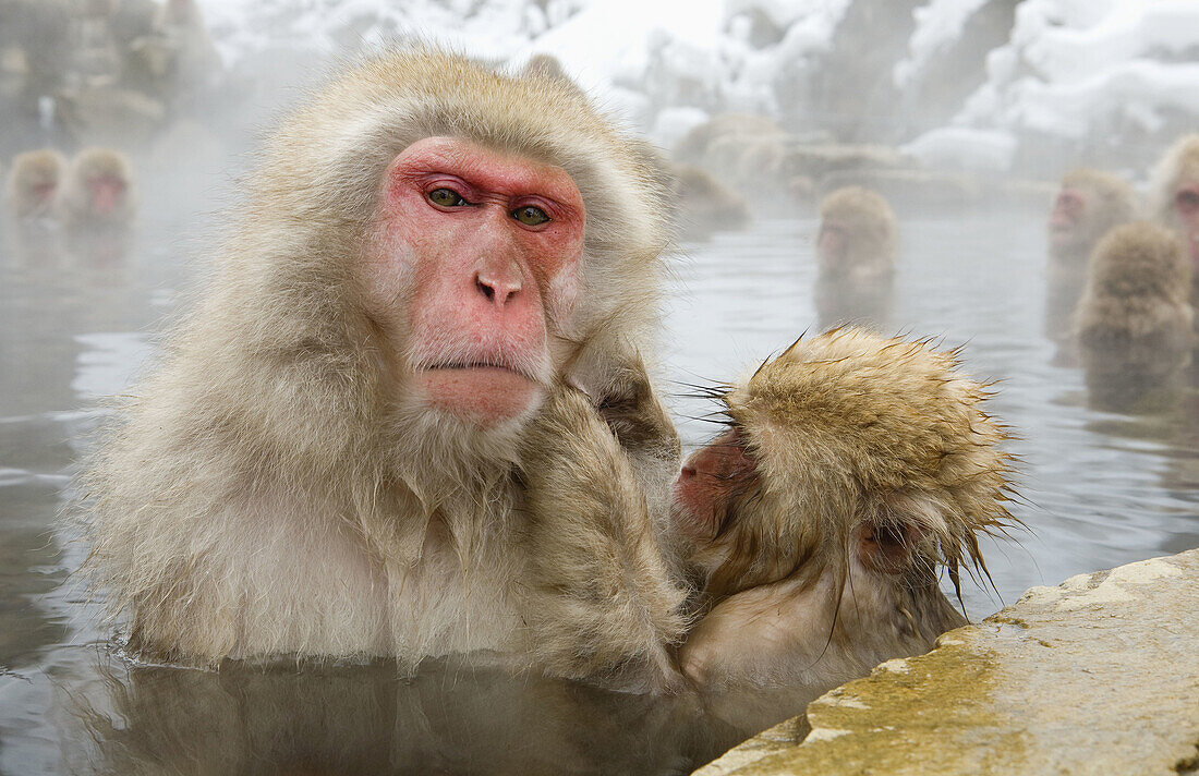 Japanese Snow Monkey (Macaca fuscata)