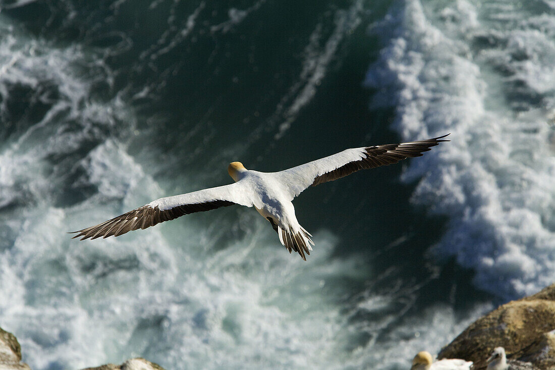 Gannet (Sula serrator)