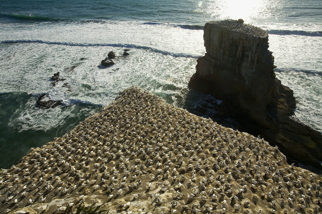 Gannet (Sula serrator) colony in New Zealand