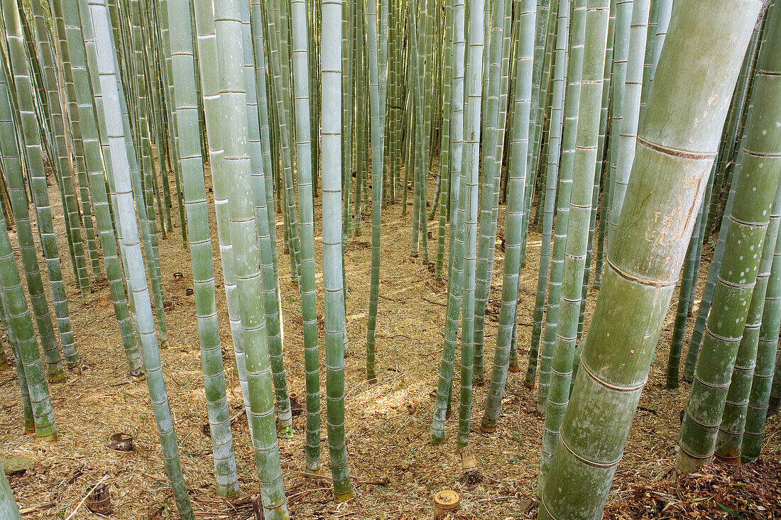 Giant Bamboo  bambosoidae forest out of Kyoto