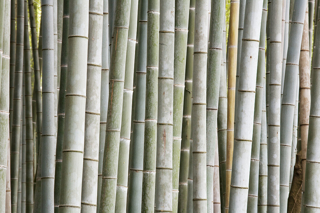 Giant Bamboo  bambosoidae forest out of Kyoto, Japan