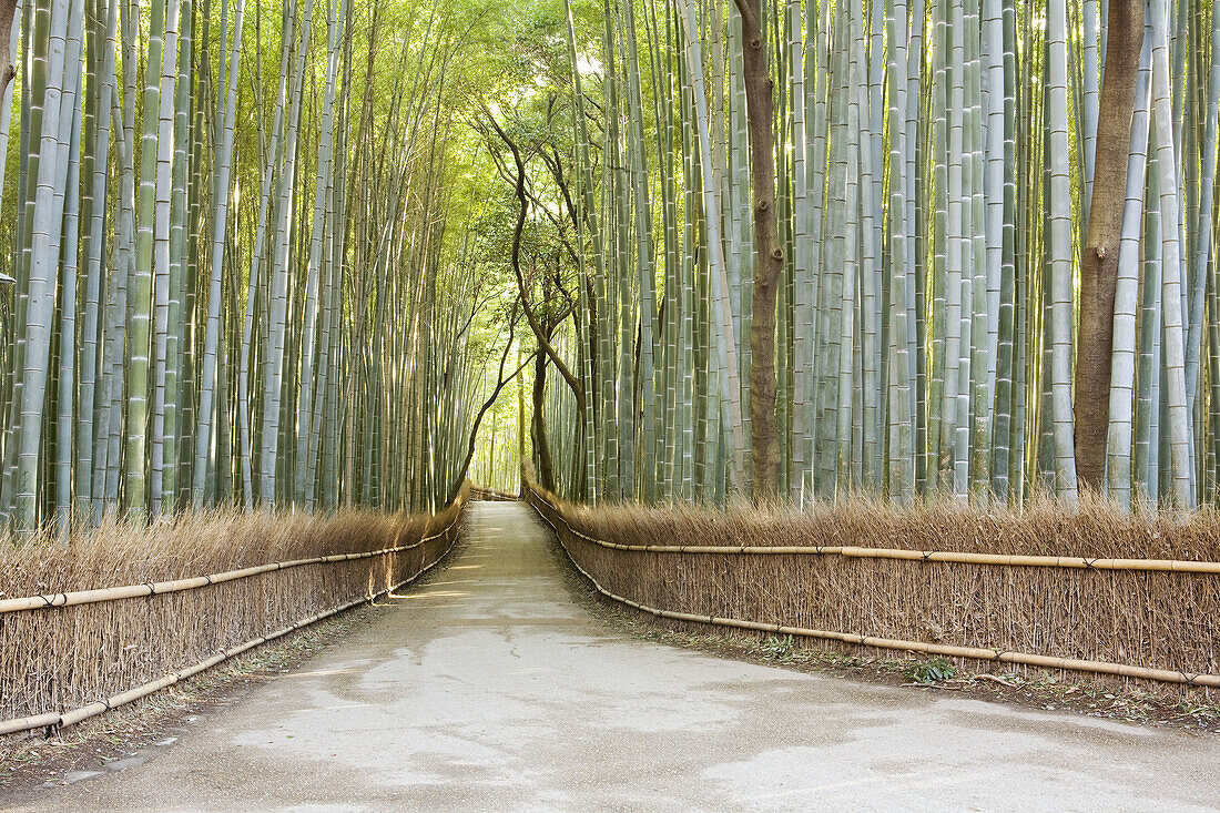 Alley through the Giant Bamboo  bambosoidae forest out of Kyoto