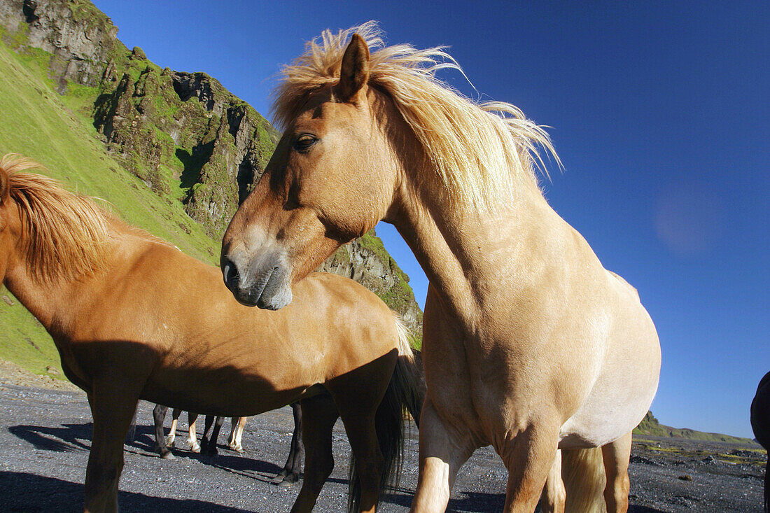 Icelandic horses