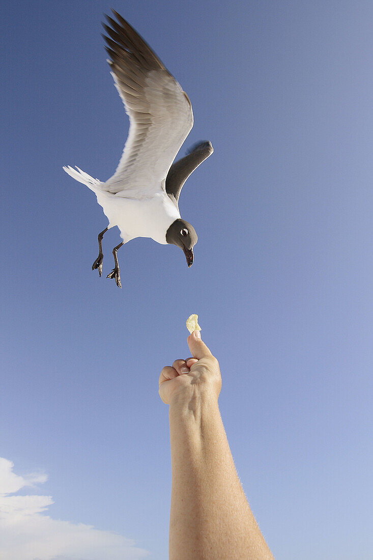 Bird, Birds, Blue, Blue sky, Color, Colour, Daytime, detail, details, exterior, Feed, Feeding, Flight, Flights, Fly, Flying, Gull, Gulls, hand, hands, Nourish, Nourishment, Nurture, Nurturing, One, outdoor, outdoors, outside, Seagull, Seagulls, Skies, Sky