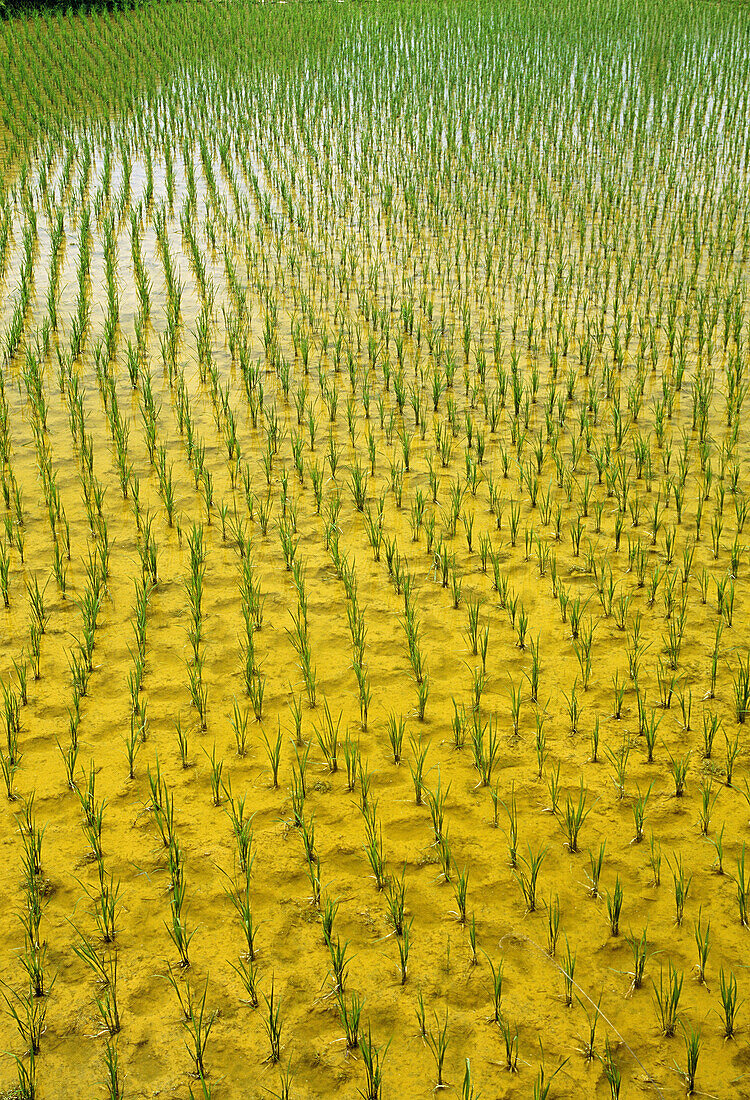 Rice terraces. Longsheng, China