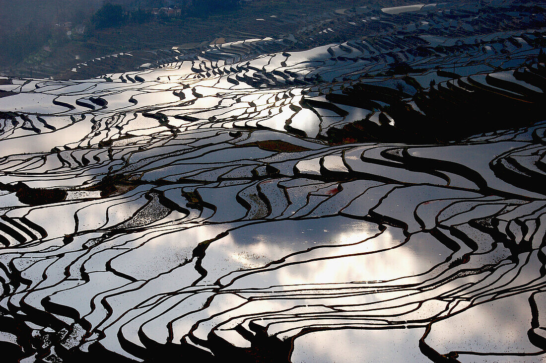 Rice paddy. Yunnan. Yuanyang. China.