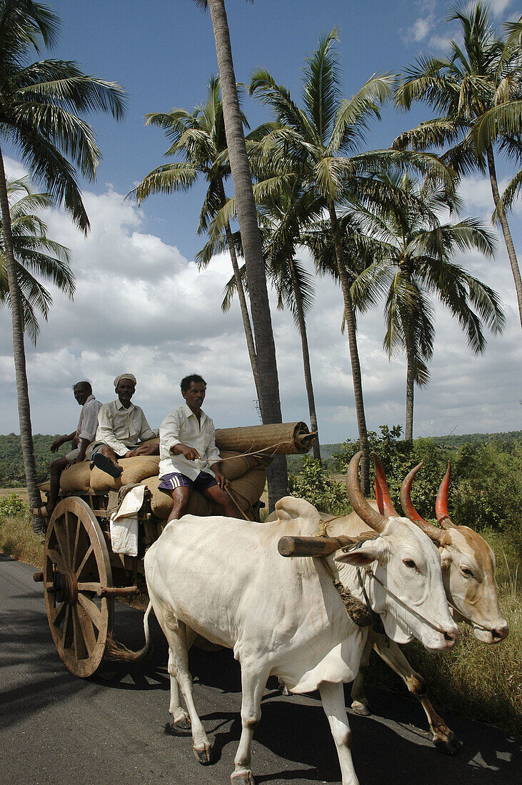 Goa India: bulls pulling a cart in the countryside
