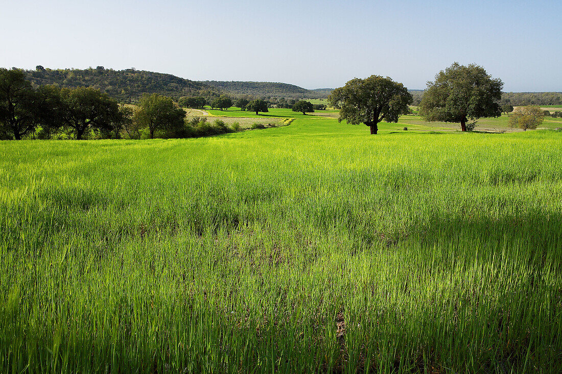 Valdelosa, Salamanca, Castilla y León. Spain.