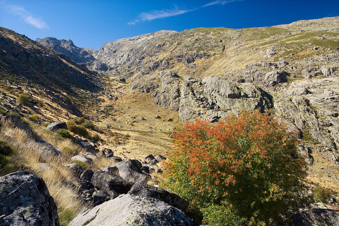 Sierra de Béjar. Sierra de Gredos Regional Park. Ávila province. Castile-Leon. Spain.