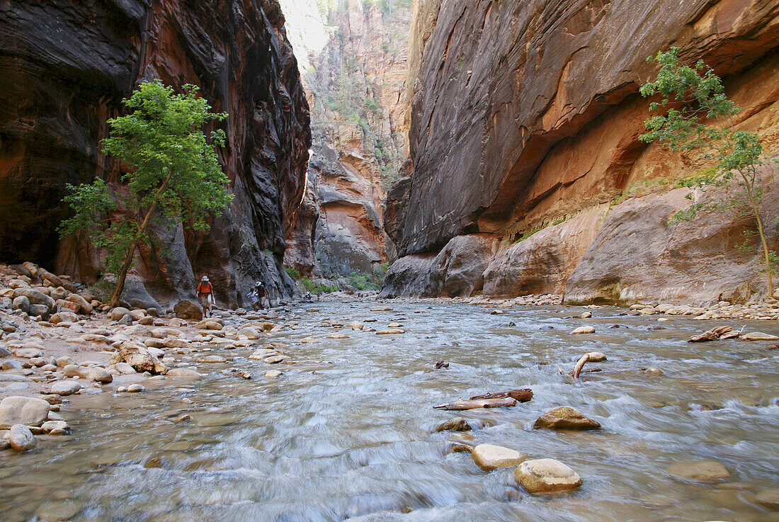 The Virgin River flowing through the Narrows, Zion National Park, UT