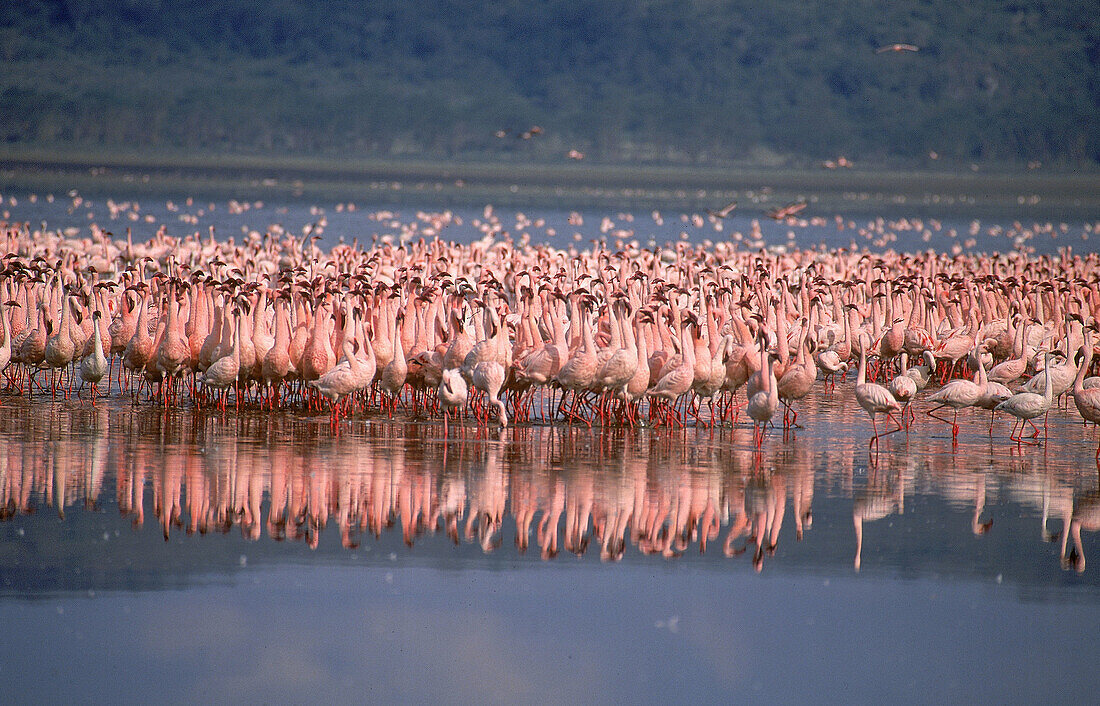 Flamingos  Lake Nakuru. Kenya.