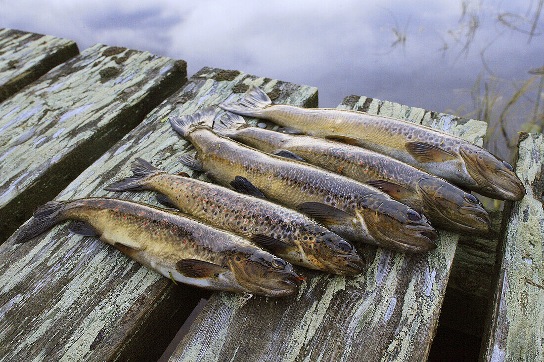 Herring. Härjedalen. Sweden