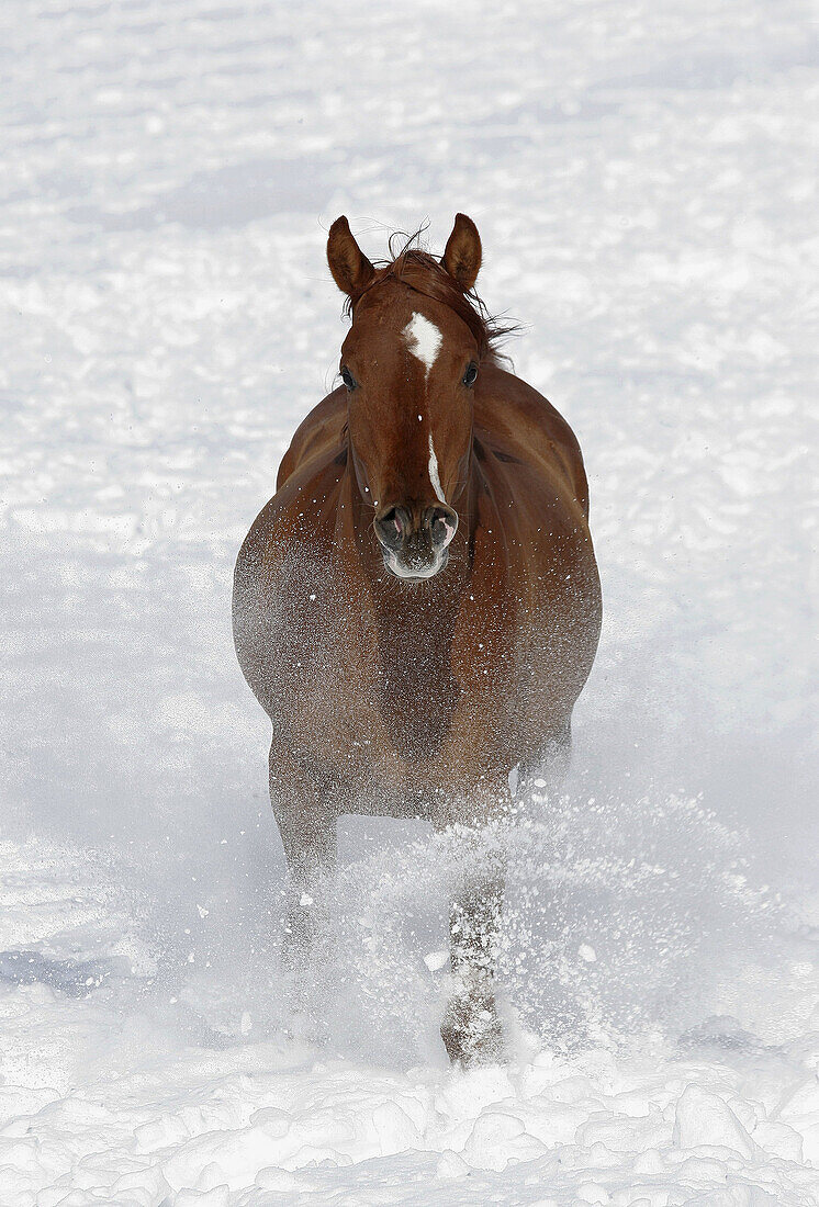 Horse Arab pony