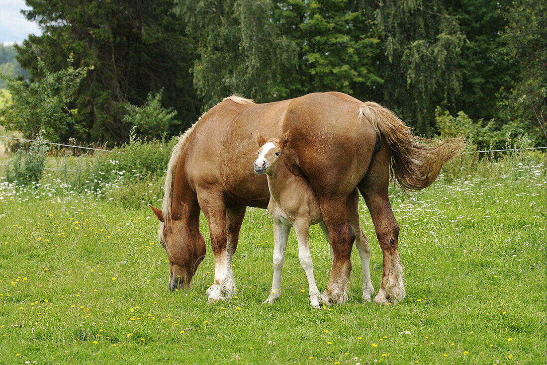 Horse Ardennes
