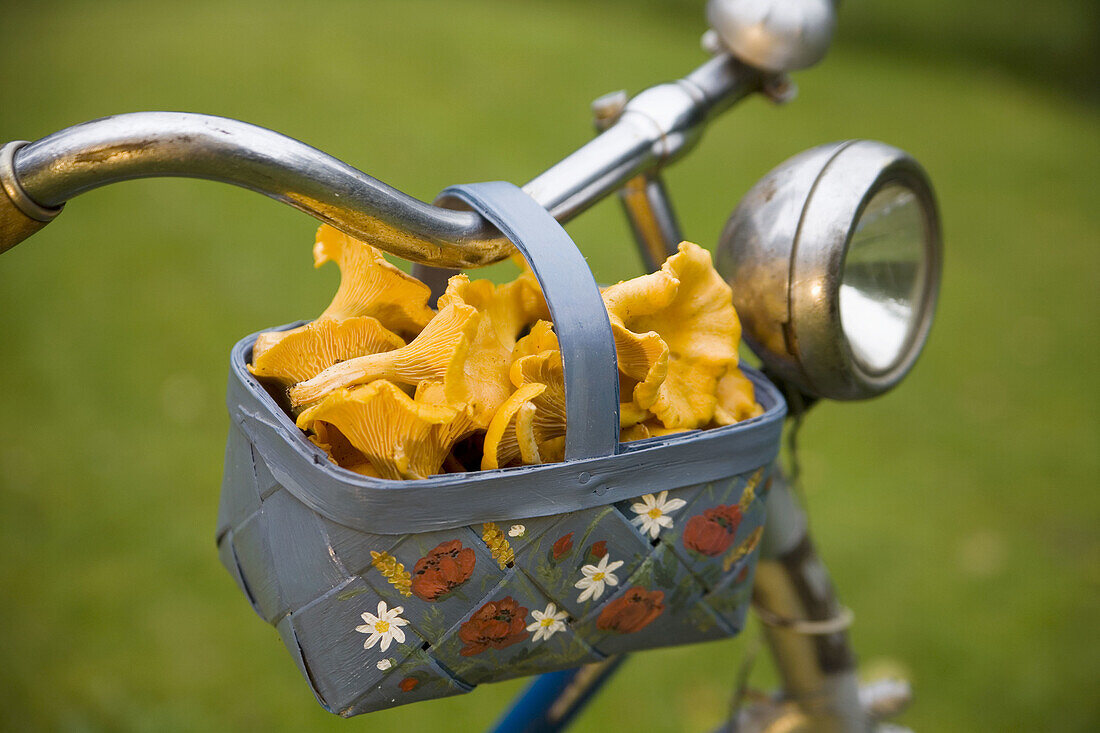 Chantarelles