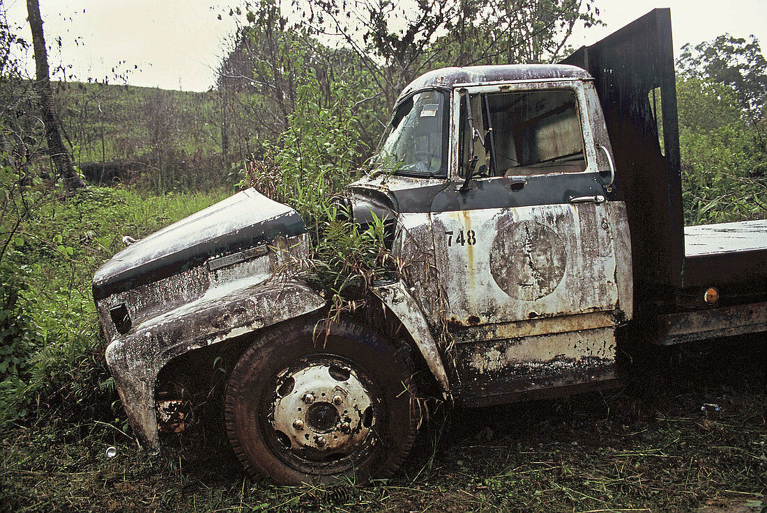 The forest began growing on this broken old truck on the island of Yap.