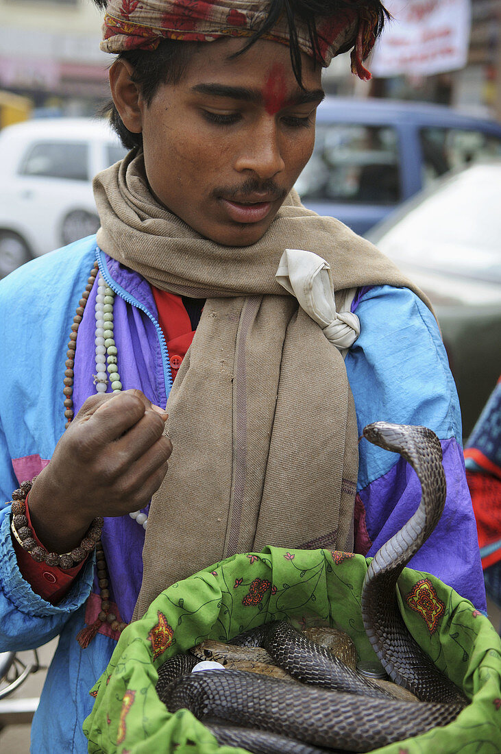 A snake charmer looks at his Cobra snake in the streets of Amritsar, India