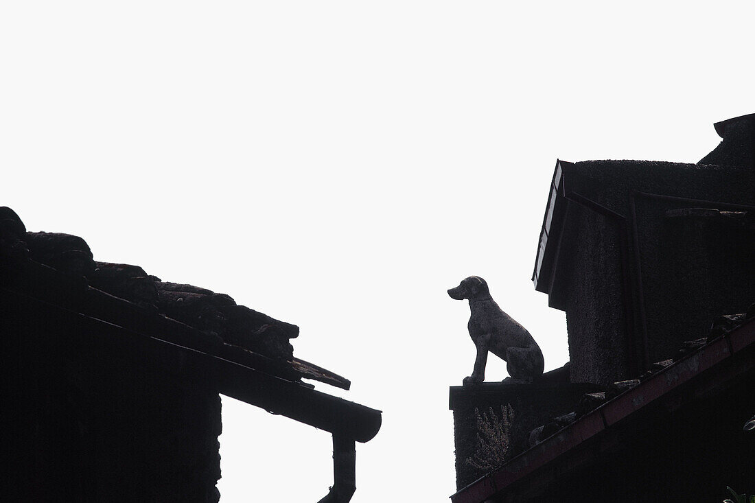 Italy, Dog stone statue on Roof