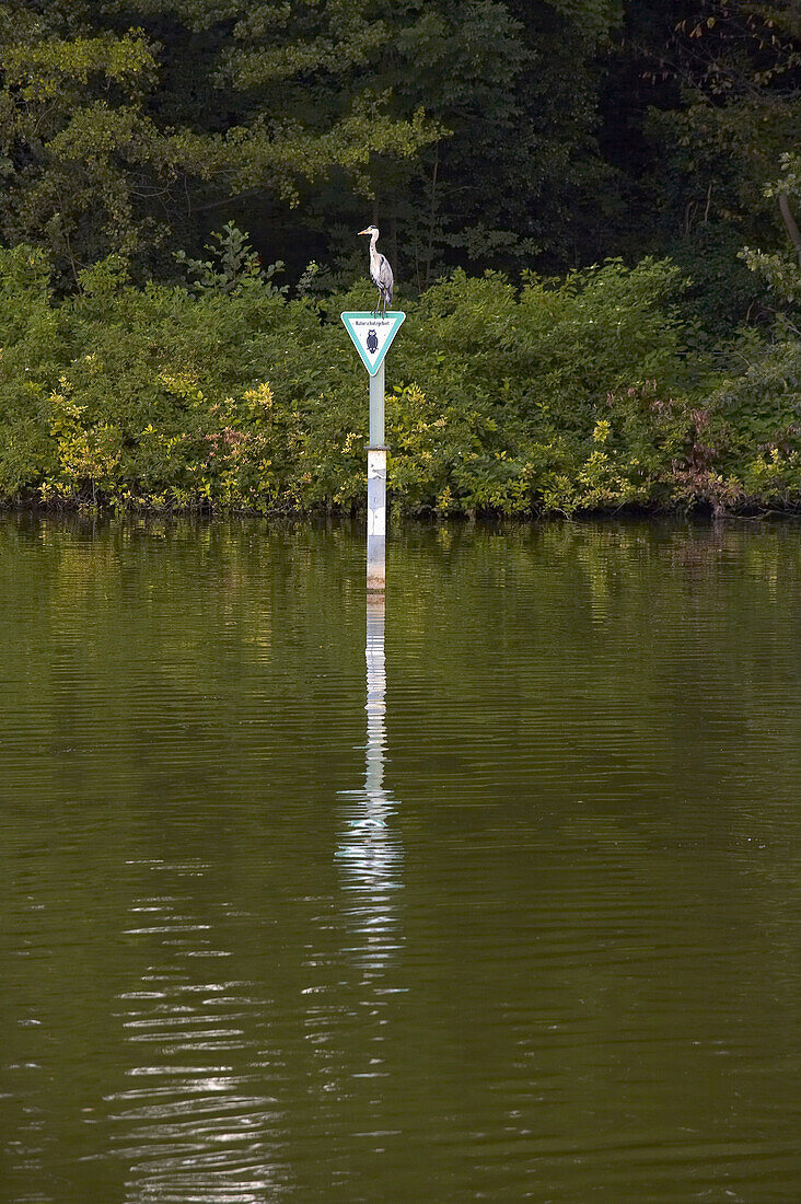 Graureiher auf einem Schild am Wannsee, Berlin, Deutschland