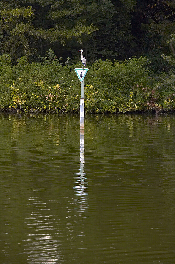 Gray heron on a sign at lake Wannsee, Berlin, Germany