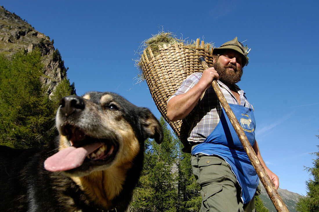 Man carrying a basket on his back and a dog under blue sky, Schnals valley, Val Venosta, South Tyrol, Italy, Europe